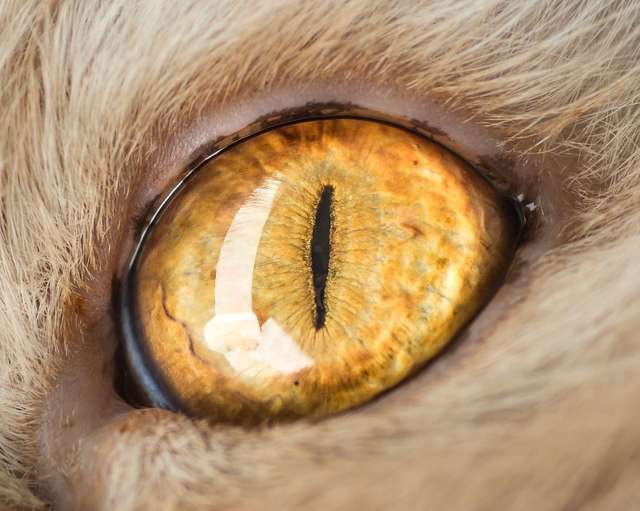 Котячі очі: незвичайні кадри американського фотографа - фото 260568