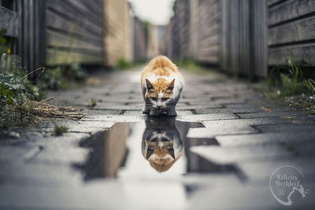 Коти в об'єктиві талановитого фотографа - фото 266476