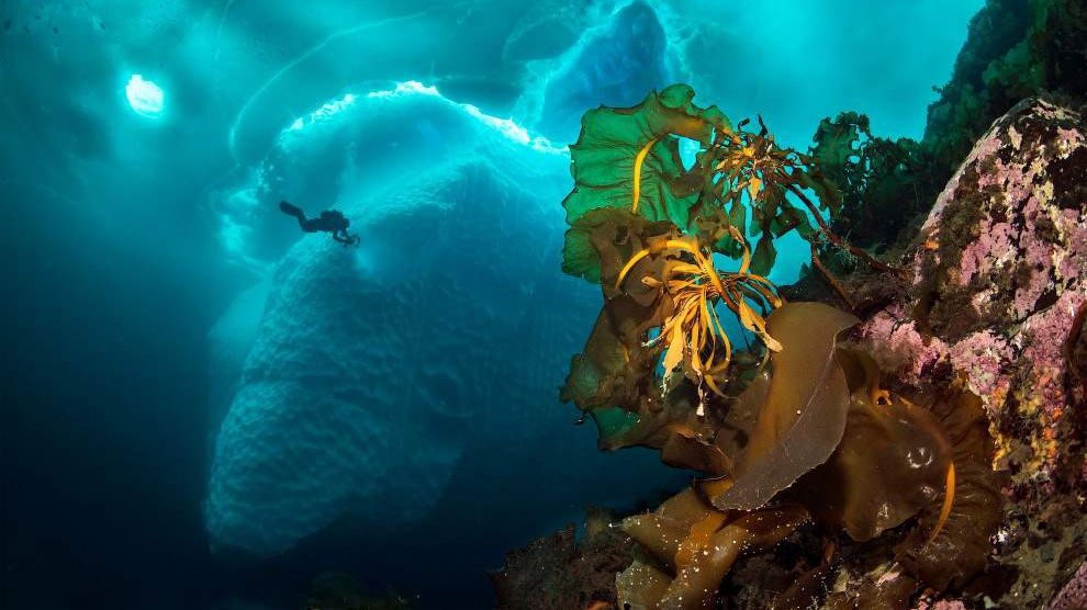 Гігантські айсберги у незвичайних підводних знімках