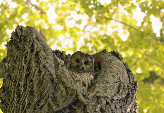 Спробуйте знайти сов на цих знімках- фото 263846