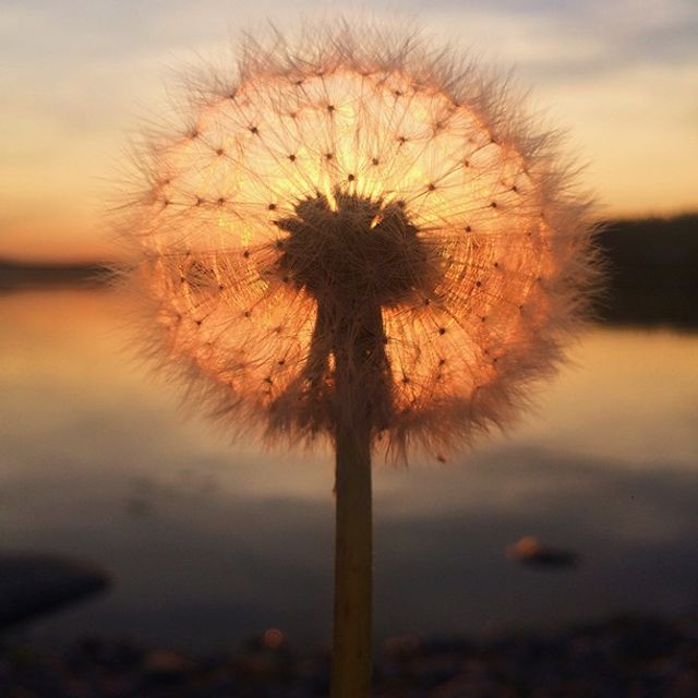 Найкращі фото, зроблені на iPhone - фото 264245