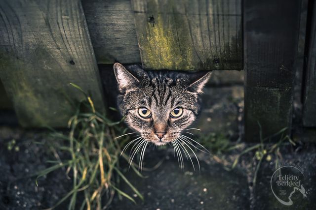 Коти в об'єктиві талановитого фотографа - фото 266481