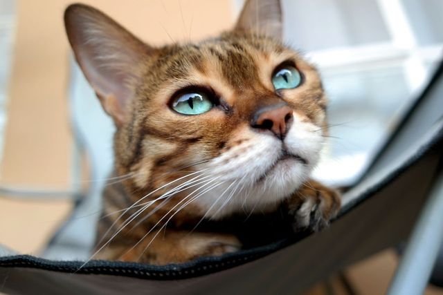 Бенгальський кіт з незвичайними очима підкорює мережу - фото 262866