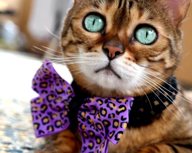 Бенгальський кіт з незвичайними очима підкорює мережу - фото 262860