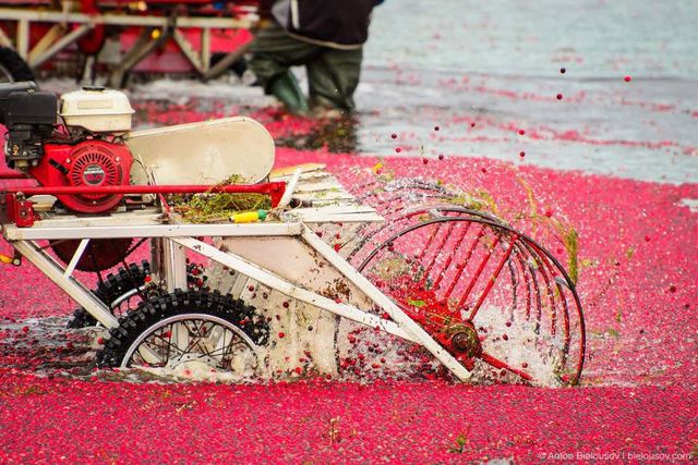 Журавлинні поля Канади в яскравих знімках- фото 261126