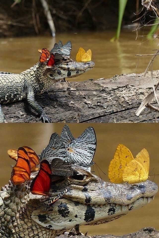 Незвичайне фото крокодила у метеликах здивувало мережу