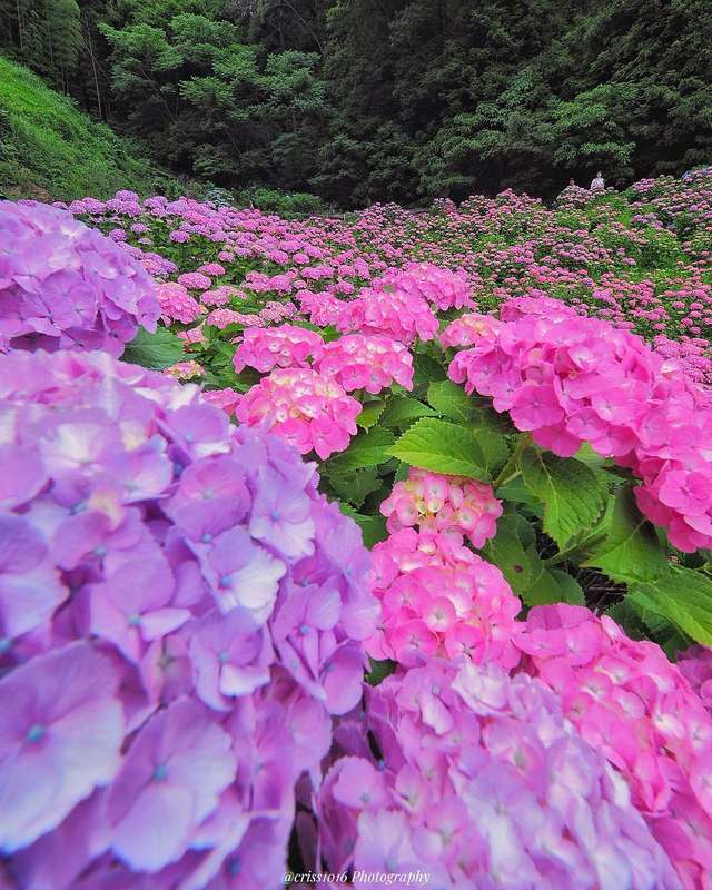 Квітковий світ в об'єктиві японського фотографа - фото 262055
