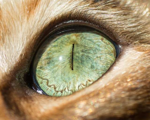 Котячі очі: незвичайні кадри американського фотографа - фото 260569