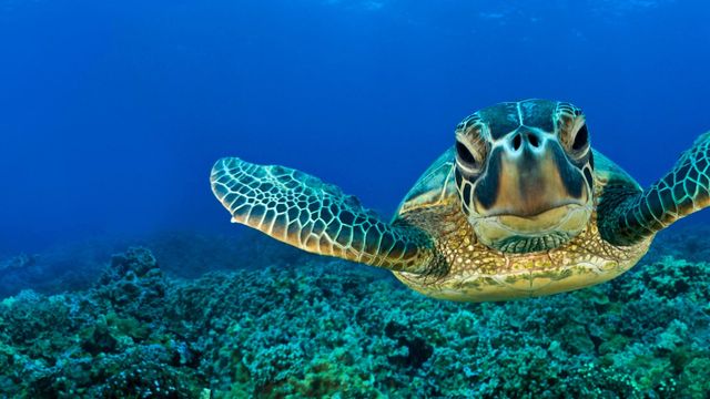 В Аланії збираються любителі занурень - фото 266573