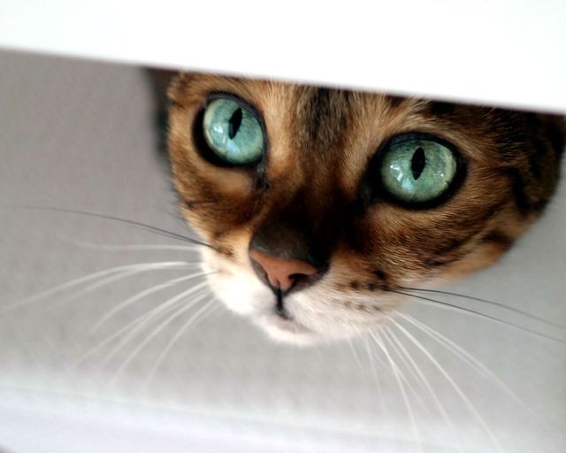 Бенгальський кіт з незвичайними очима підкорює мережу - фото 262861