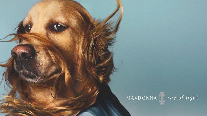 Цей собака відтворює фото Мадонни, і вони прекрасні