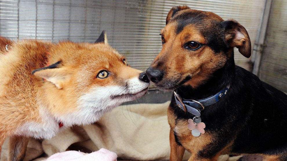 Ця лисичка думає, що вона домашній пес