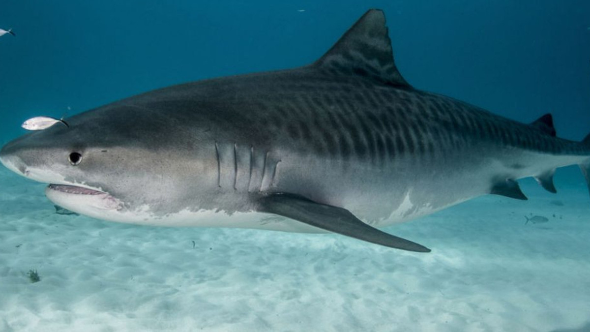У Флориді дайвер зустрів під водою велику тигрову акулу - фото 1