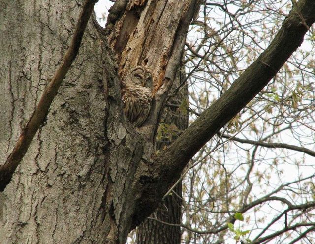 Спробуйте знайти сов на цих знімках- фото 263851