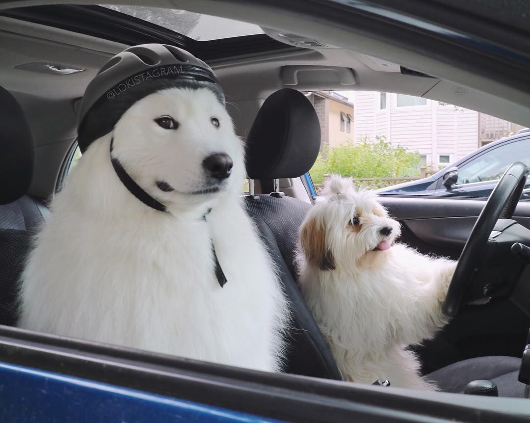 Цей собака кумедно розіграв свого чотирилапого друга