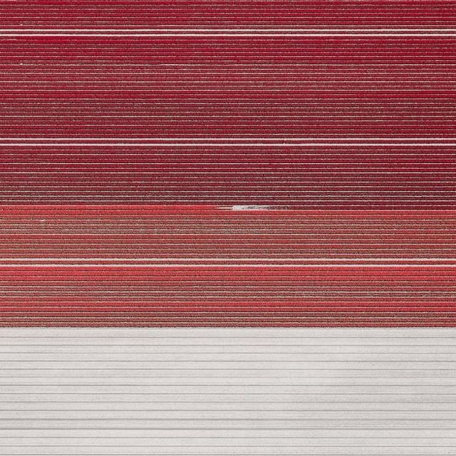 Том Хеген знімає тюльпанові поля з висоти - фото 265001