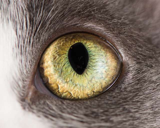 Котячі очі: незвичайні кадри американського фотографа - фото 260566
