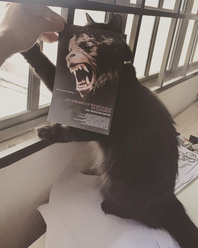 Постери відомих фільмів доповнили домашні улюбленці - фото 261311