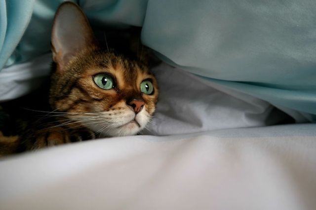 Бенгальський кіт з незвичайними очима підкорює мережу - фото 262863