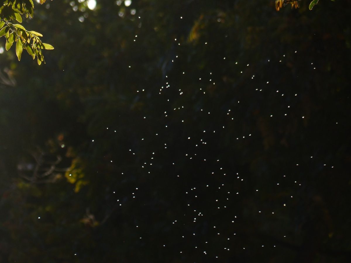 Мер міста у Франції заборонив комарів, і ось чому