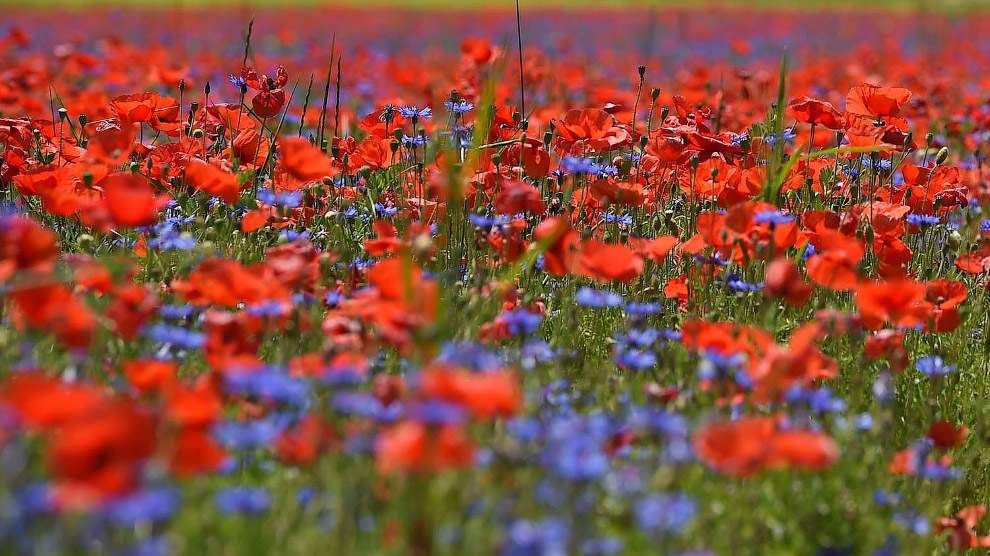 Квітучі поля Італії в яскравих пейзажах