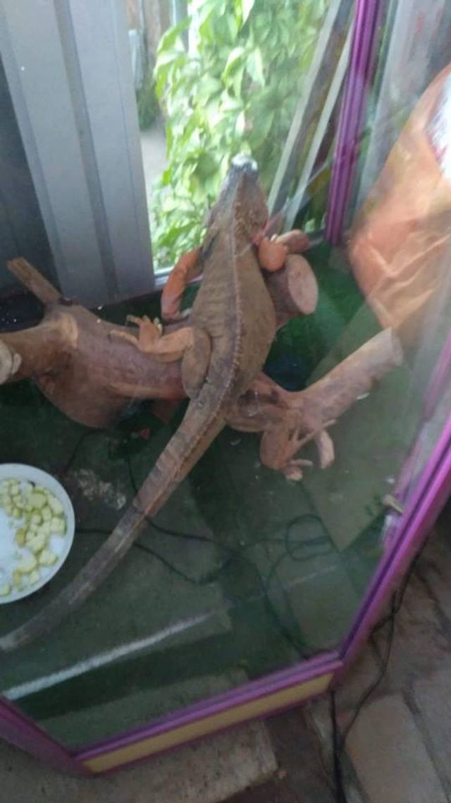 У центрі Харкова піймали величезну рептилію - фото 261050