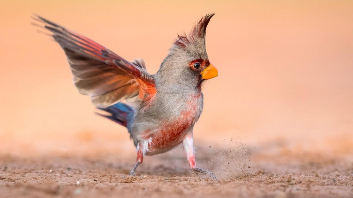 Екологи показали найкращі фото птахів на планеті - фото 1