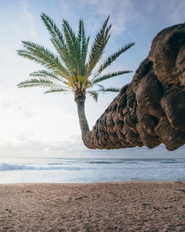 Чарівне життя на Гаваях в об'єктиві фотографа - фото 259692