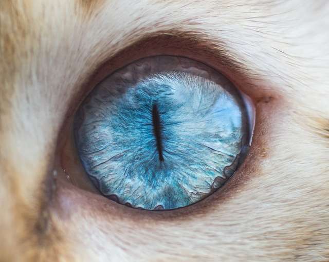 Котячі очі: незвичайні кадри американського фотографа - фото 260561