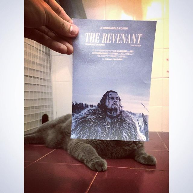 Постери відомих фільмів доповнили домашні улюбленці - фото 261303