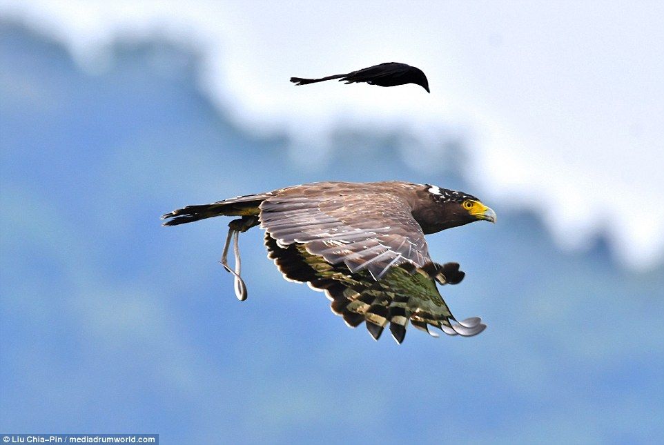 Нахабна птаха не дала орлу пообідати - фото 1