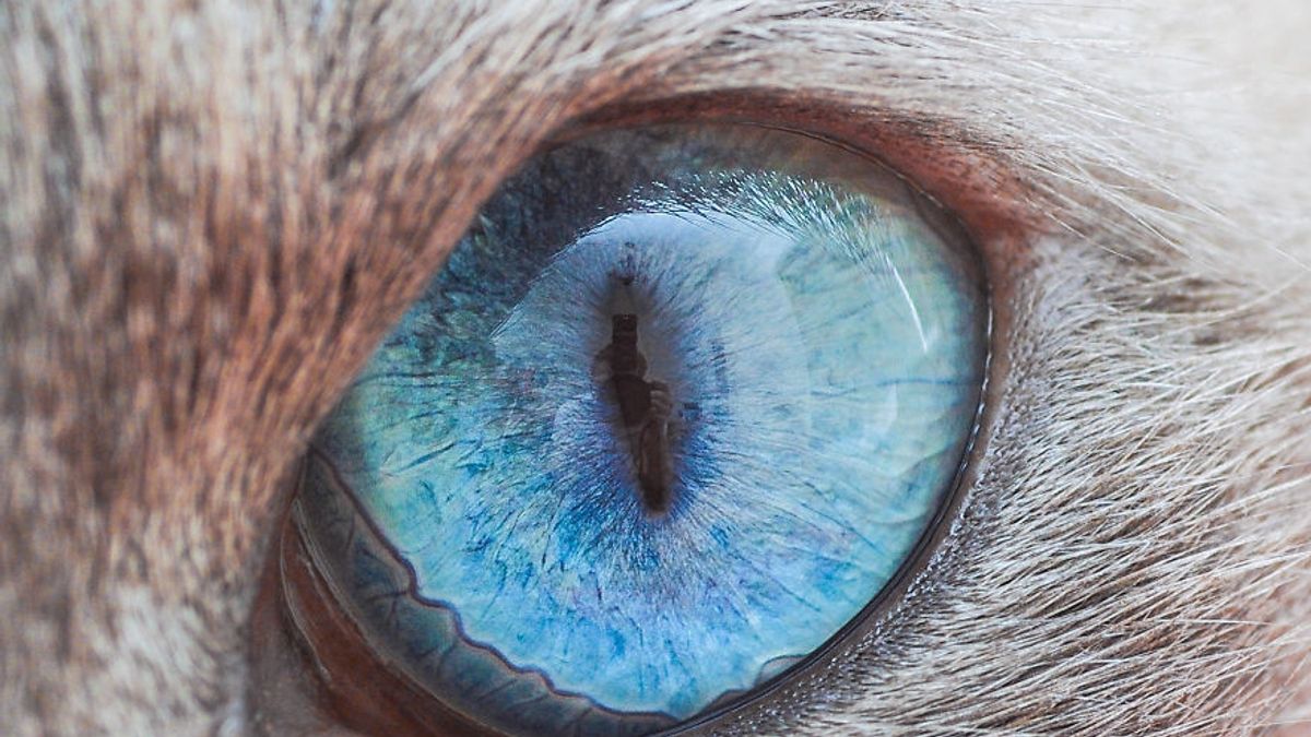 Котячі очі: незвичайні кадри американського фотографа - фото 1