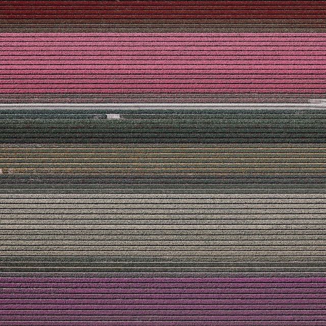 Том Хеген знімає тюльпанові поля з висоти - фото 265002