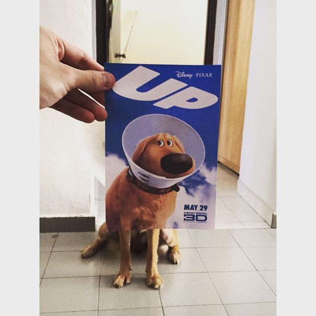 Постери відомих фільмів доповнили домашні улюбленці - фото 261305