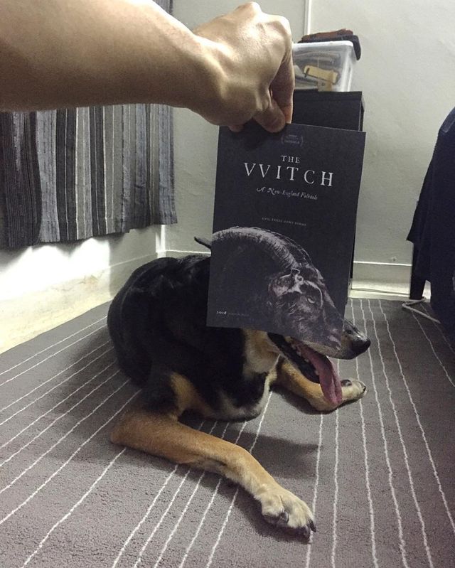 Постери відомих фільмів доповнили домашні улюбленці - фото 261313