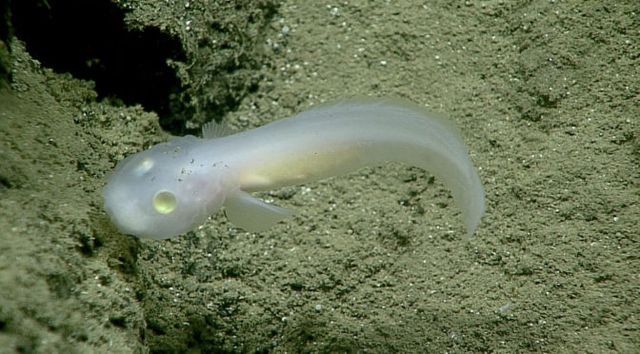 Вчені показали маленьке чудовисько на дні океану- фото 261792