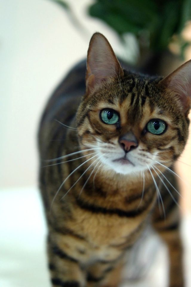 Бенгальський кіт з незвичайними очима підкорює мережу - фото 262865