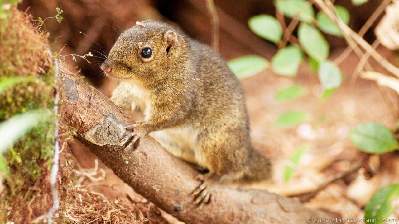 Зоологи пояснили, чому землерийки почали їсти перець чилі