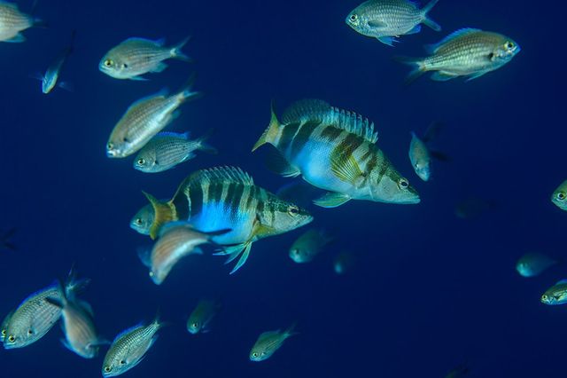 Як виглядають коралові ліси в підводних вулканах Сицилії - фото 262455