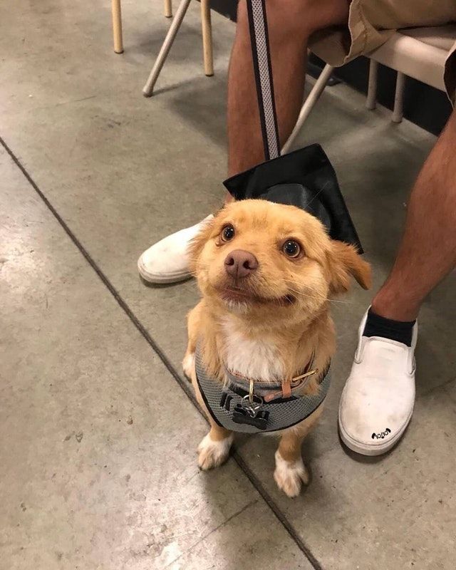 Усміхнений цуцик став зіркою мережі - фото 1