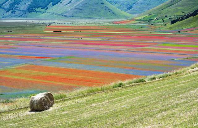 Квітучі поля Італії в яскравих пейзажах- фото 263139