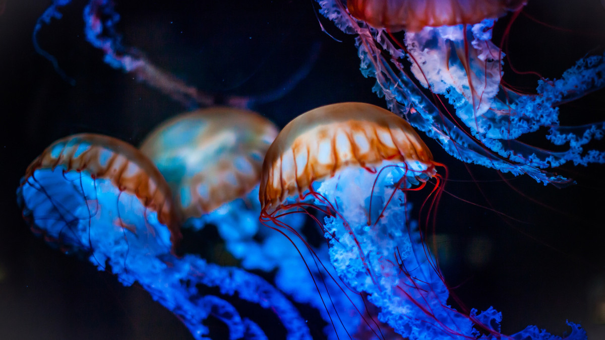 У Дніпрі завелися медузи - фото 1
