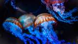 У Дніпрі завелися медузи: відеофакт