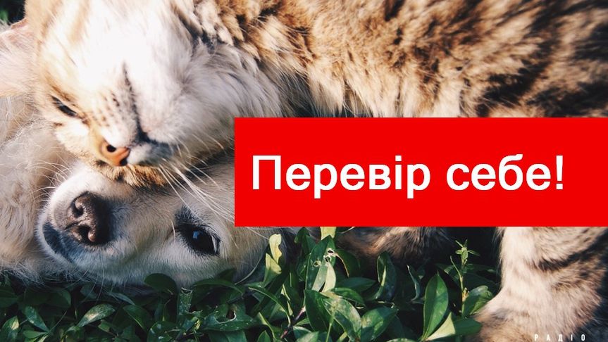 Тест: Який ти друг