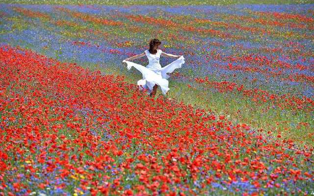 Квітучі поля Італії в яскравих пейзажах- фото 263153
