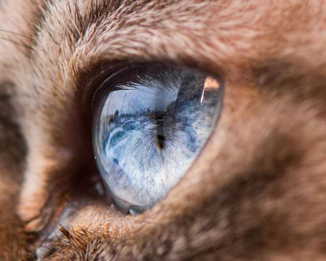 Котячі очі: незвичайні кадри американського фотографа - фото 260563