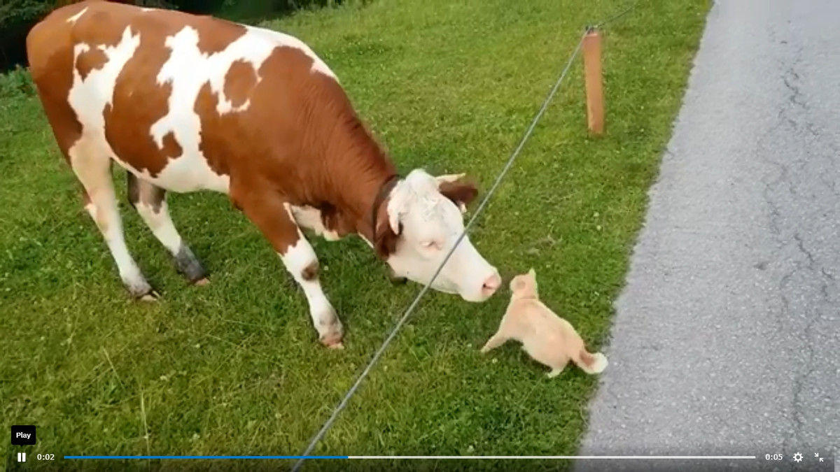Дивне відео з котом та коровою підкорює мережу - фото 1