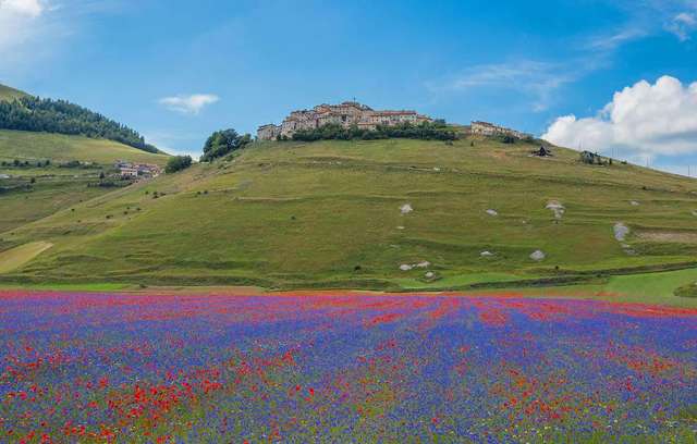Квітучі поля Італії в яскравих пейзажах- фото 263140