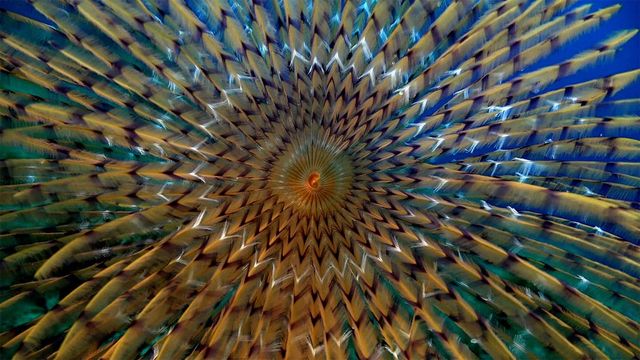 Як виглядають коралові ліси в підводних вулканах Сицилії - фото 262463