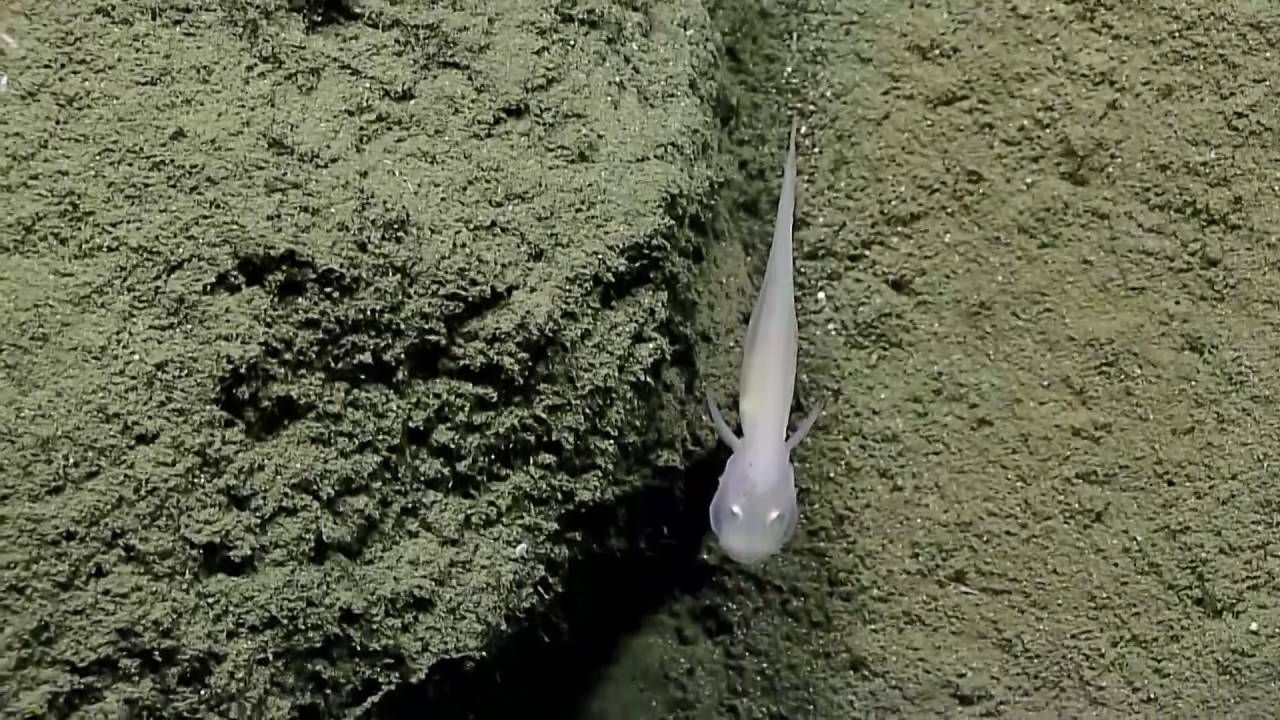 Федір Конюхов заявив про амбітні плани спуститись на саме дно Маріанської впадини - фото 1